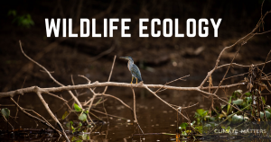 Read more about the article Wildlife Ecology – All you need to know