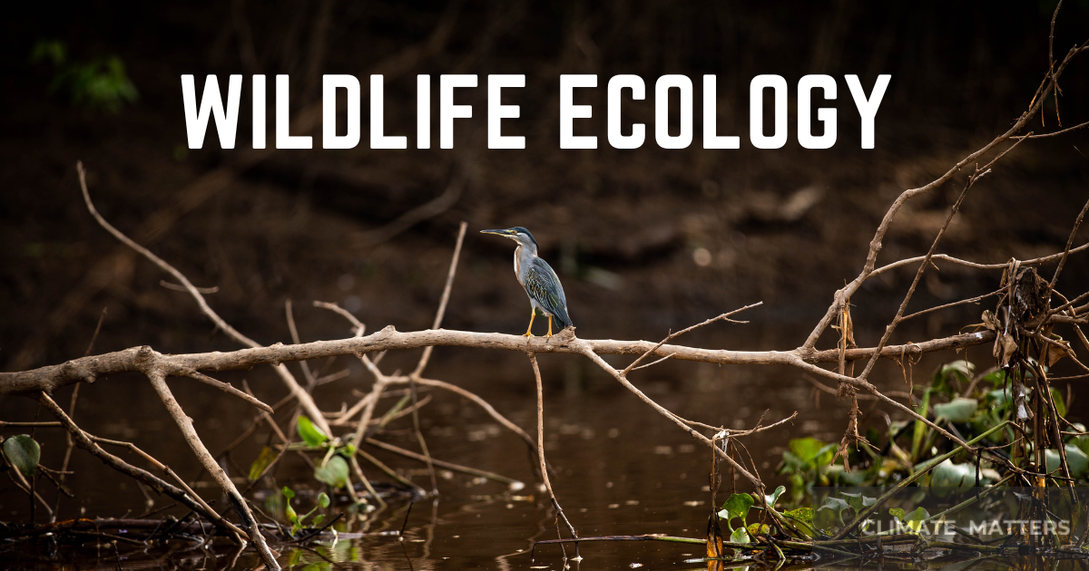You are currently viewing Wildlife Ecology – All you need to know
