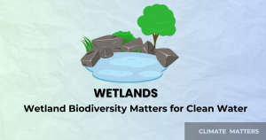 Read more about the article Why Wetlands are Important?